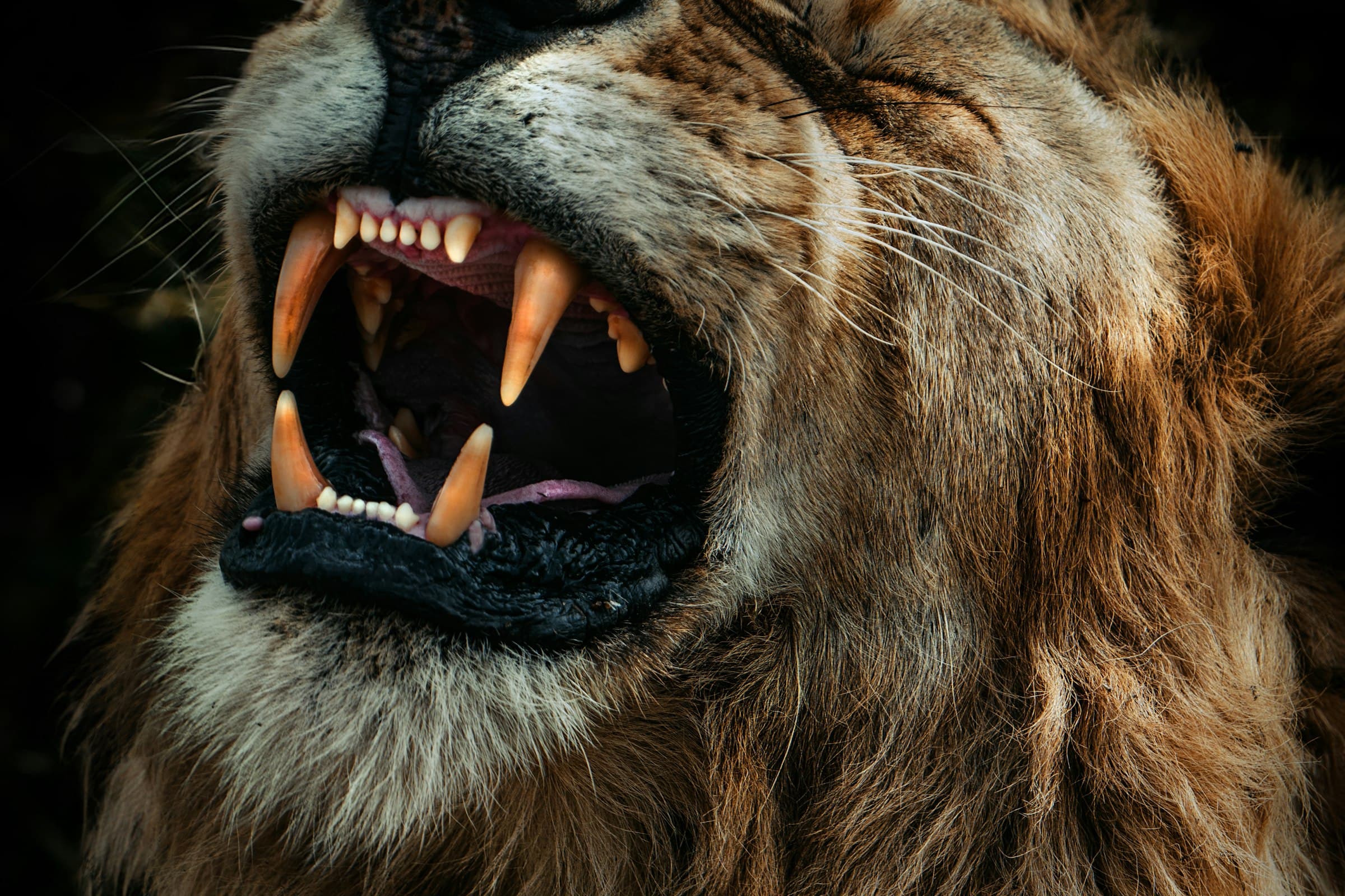 Maasai Mara conservancy offer
