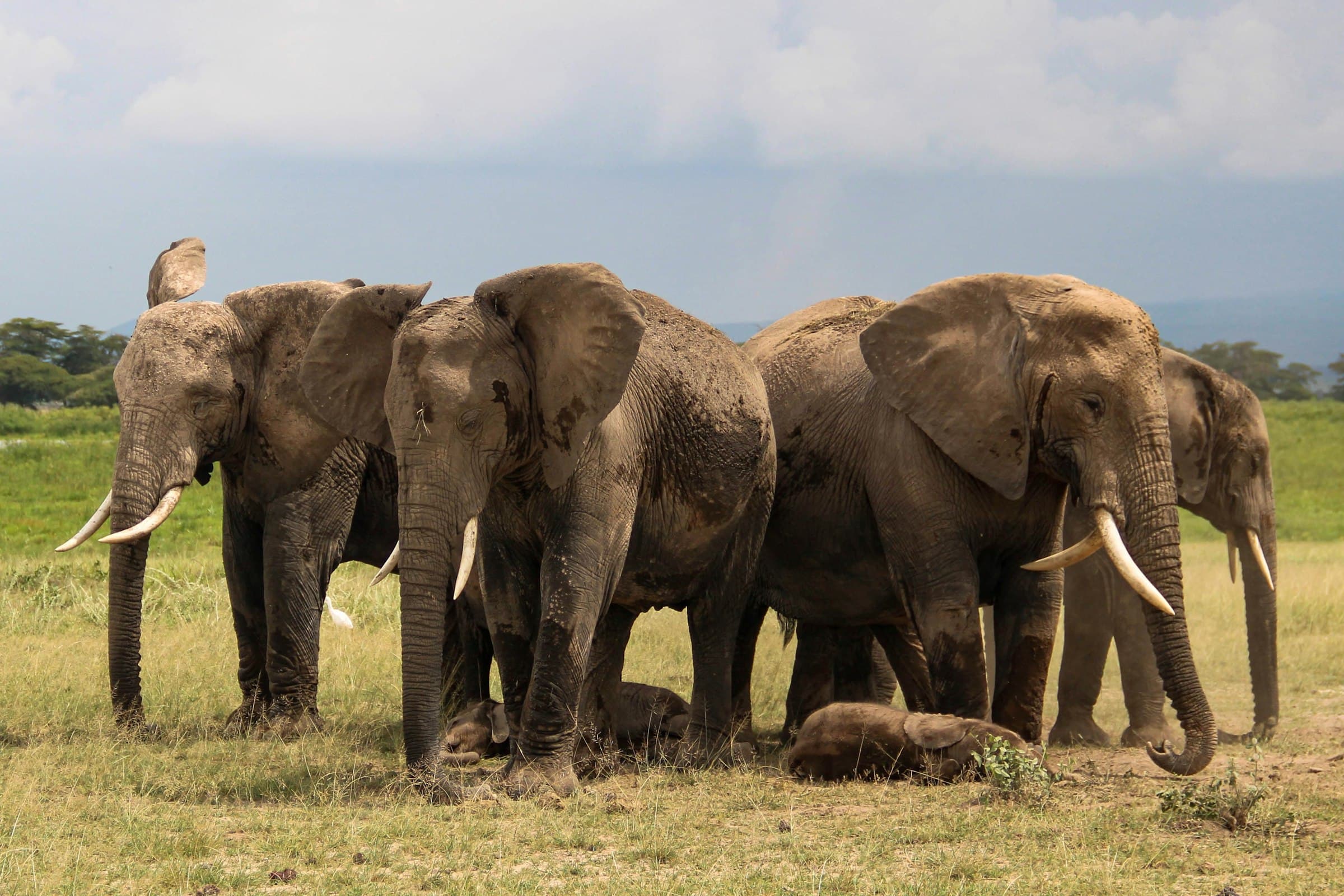 amboseli safari landscape