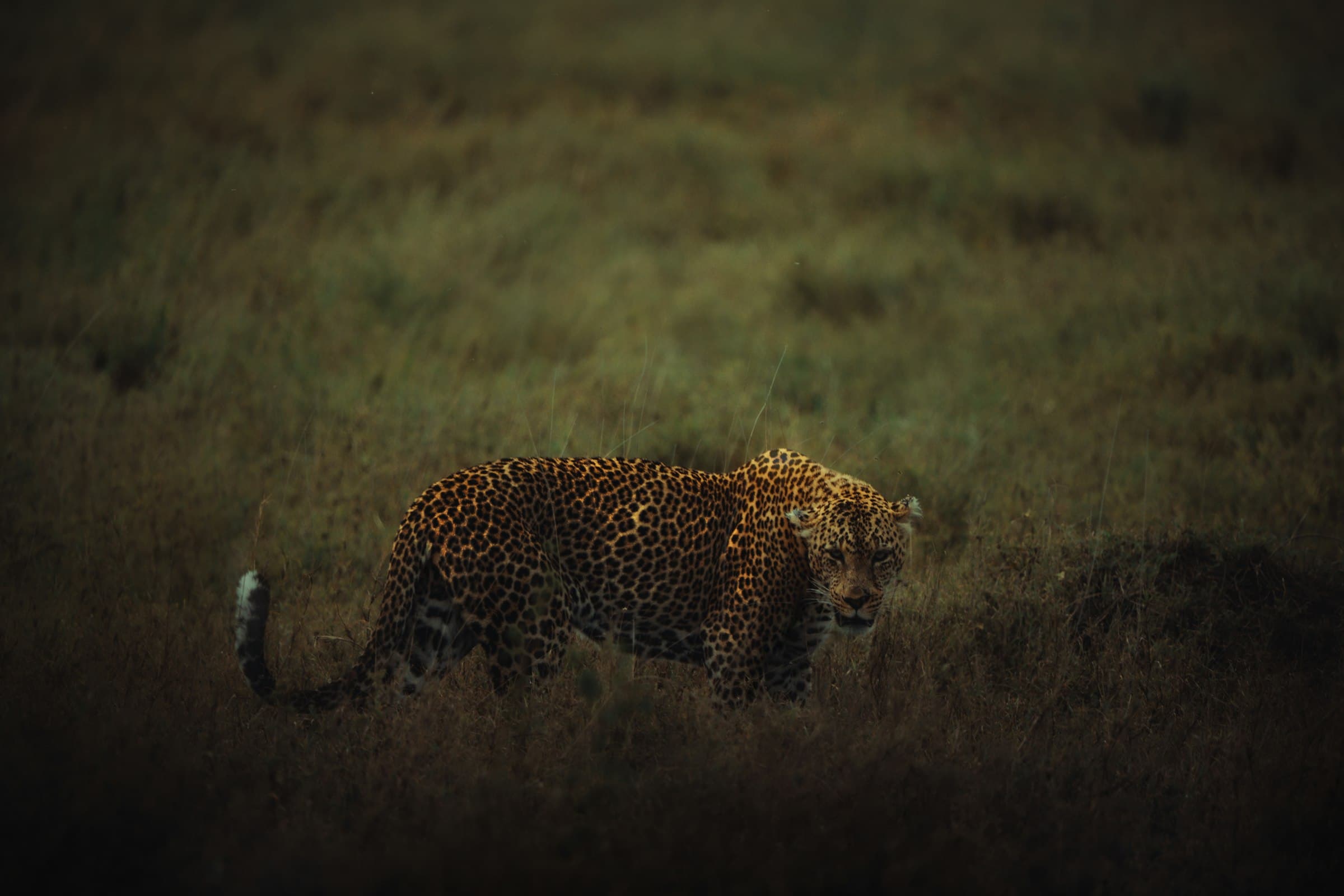 kenya safari landscape