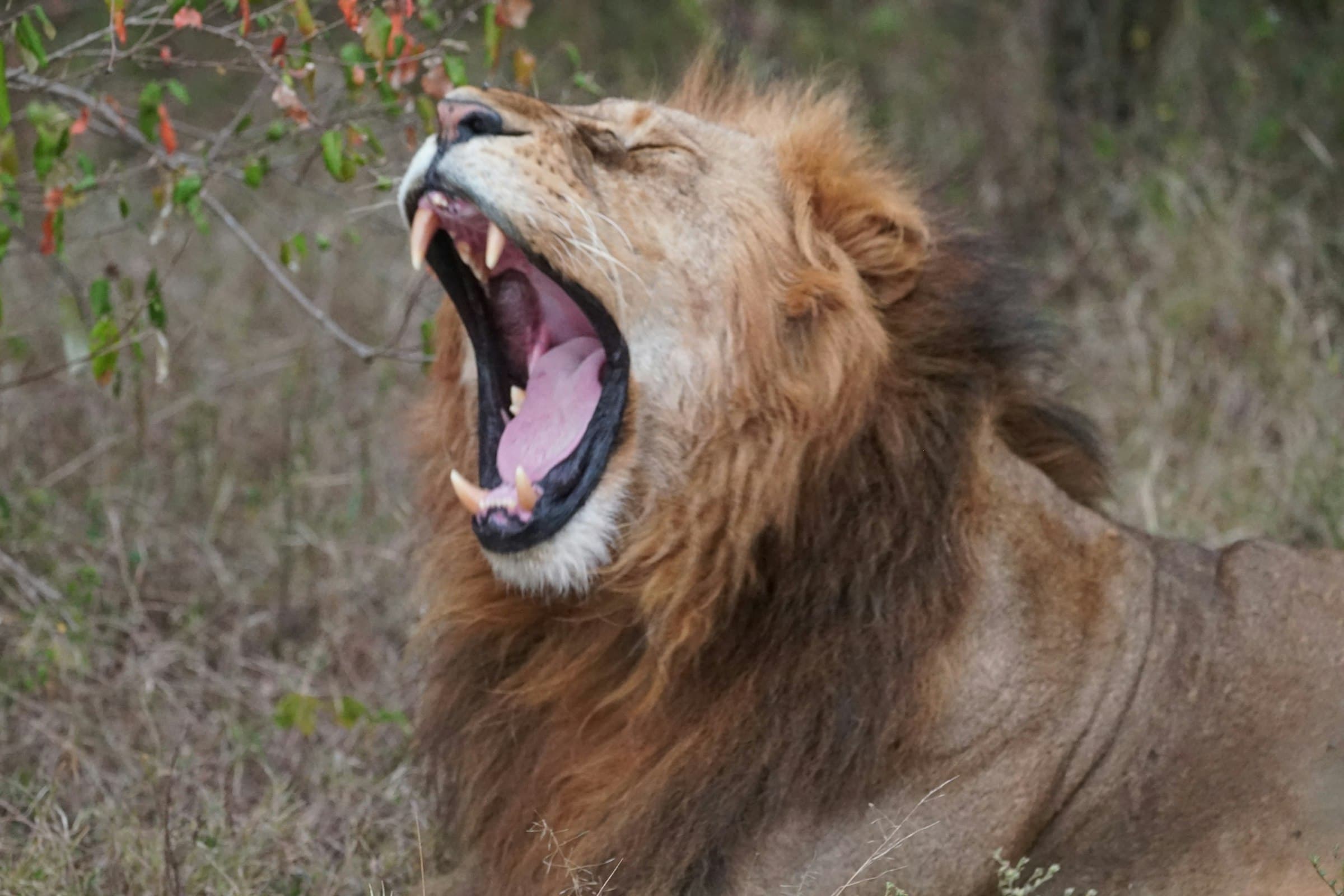 ol kinyei conservancy safari landscape